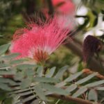 Photo powder pink